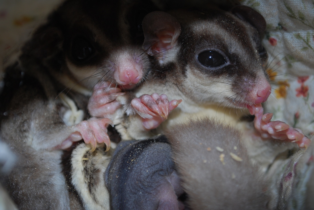 Baby Food For Sugar Gliders